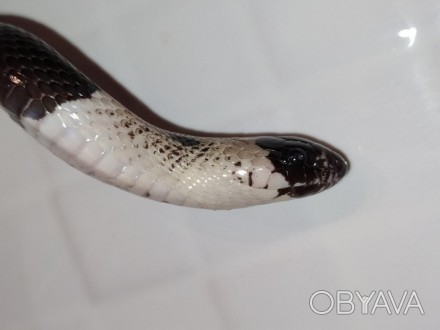 Кэмпбелла - изысканная змея, которая порадует Вас не только своим нарядной внешн. . фото 1