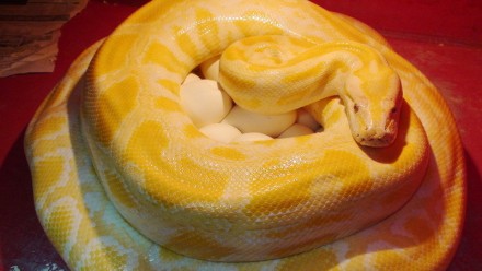 Красивая, мощная, приковывающая к себе внимание змея. Тигровый питон альбинос ре. . фото 2