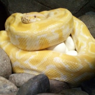 Красивая, мощная, приковывающая к себе внимание змея. Тигровый питон альбинос ре. . фото 3