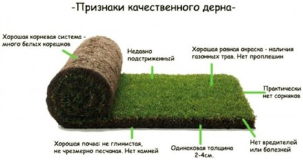 Компания Арт Модерн  осуществляем   продажу рулонного газона в  Харькове а так ж. . фото 2