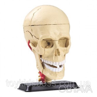 Сборная модель человеческого черепа с нервами высотой 9 см из 39 элементов на по. . фото 1