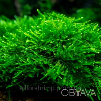 Peacock moss - совершенно не сложный в содержании мох, получивший свое название . . фото 1