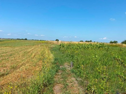 Продам участок Бориспольский район с.Иванков – 20 соток. Бориспіль. фото 1