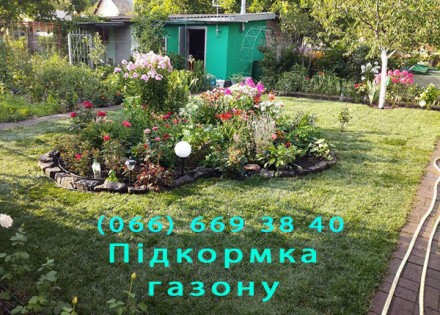 Садовые растения и цветы купить в интернет-магазине Украине. 
Цветы для клумбы . . фото 10