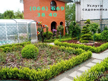 Садовые растения и цветы купить в интернет-магазине Украине. 
Цветы для клумбы . . фото 1