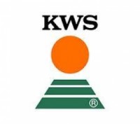 Семена озимой пшеницы РОНИН KWS. Первомайский. фото 1 Семена озимой пшеницы РОНИН KWS. Первомайский. фото 1