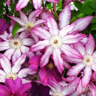 Клематис Тае / С2 / 3 года / Clematis Tae