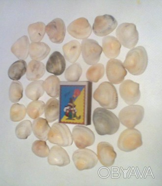 Продам ракушки даров Азовского моря для поделок ручной работы (размеры разные 10. . фото 1