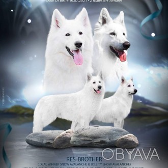 Питомник "Polar Star UA' предлагаем вам щенков Белой швейцарской овчар. . фото 1