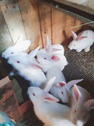 Продам кроликов белый панон самцы и самки 150грн/кг живого веса.Вес зависит от в. . фото 4