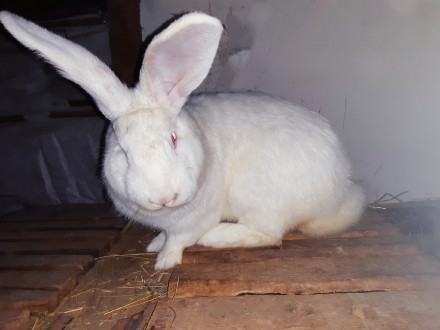 Продам кроликов белый панон самцы и самки 150грн/кг живого веса.Вес зависит от в. . фото 3
