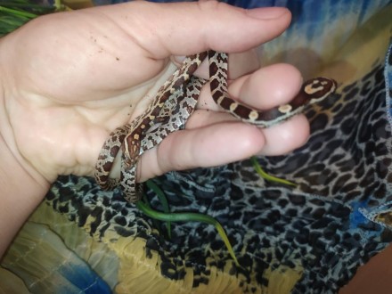Маїсовий полоз - невелика неотруйна змія з роду Pantherophis.
Дуже популярний се. . фото 2