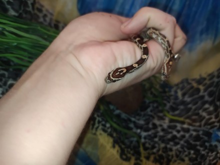 Маїсовий полоз - невелика неотруйна змія з роду Pantherophis.
Дуже популярний се. . фото 7