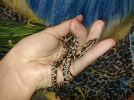 Маїсовий полоз - невелика неотруйна змія з роду Pantherophis.
Дуже популярний се. . фото 3
