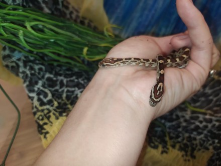 Маїсовий полоз - невелика неотруйна змія з роду Pantherophis.
Дуже популярний се. . фото 4