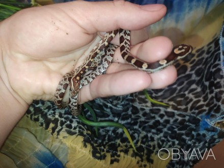 Маїсовий полоз - невелика неотруйна змія з роду Pantherophis.
Дуже популярний се. . фото 1