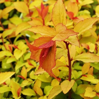 Спирея японская Фаерлайт / Spiraea japonica Firelight. Балаклея. фото 1 Спирея японская Фаерлайт / Spiraea japonica Firelight. Балаклея. фото 1