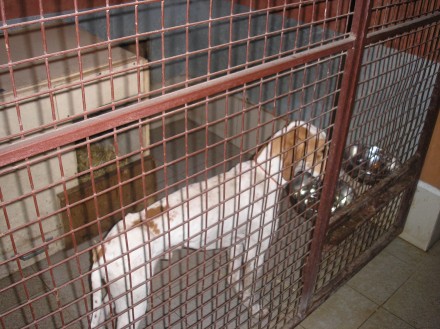 Передержка вашей собаки в комфортабельном отапливаемом вольерном комплексе с вод. . фото 4