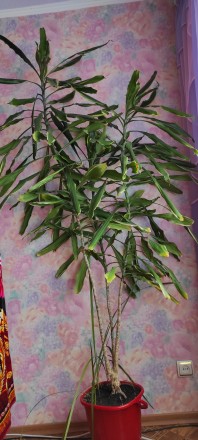Продам красивый цветок Драцена. Цветок имеет три ствола высотой от пола 200,170,. . фото 2