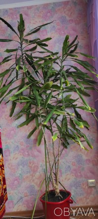 Продам красивый цветок Драцена. Цветок имеет три ствола высотой от пола 200,170,. . фото 1