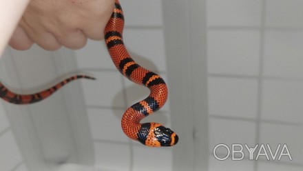 В наличии невероятно яркая змея рубинового окраса. Гондурасская змея это один из. . фото 1