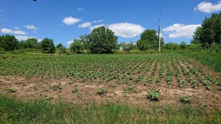 Земельна ділянка 0,07 га Заліщицький р-н, с. Зелений Гай. Заліщики. фото 1 Земельна ділянка 0,07 га Заліщицький р-н, с. Зелений Гай. Заліщики. фото 1