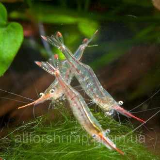 Креветка красноносая Пиноккио (Caridina gracilirostris / Red Noice Shrimp). Харків. фото 1 Креветка красноносая Пиноккио (Caridina gracilirostris / Red Noice Shrimp). Харків. фото 1