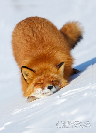 Пушистая рыжая лисичка потягивается на снегу в зимний солнечный день.
	Плотная б. . фото 1