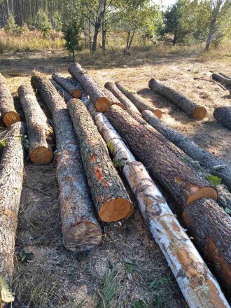 Пиловочник вільхи (кругляк). Бровари. фото 1 Пиловочник вільхи (кругляк). Бровари. фото 1
