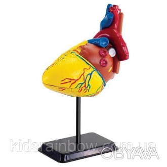 Набір для досліджень Edu-Toys Модель серця людини складається з 31 елемента і пі. . фото 1