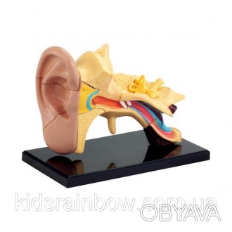 Набір для досліджень Edu-Toys Модель анатомія вуха складається з 14 елементів і . . фото 1