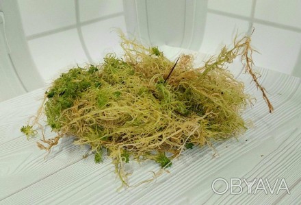 Сфагнум (Sphagnum, сфагн, торфяной мох, белый мох) — это многолетний болотный мо. . фото 1