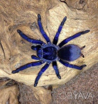 Красивейший вид пауков который относительно недавно был обнаружен в Бразилии, в . . фото 1