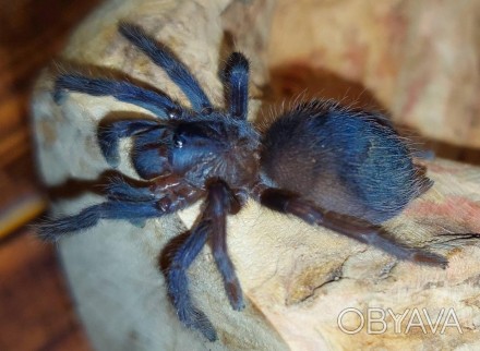 Красивейший вид пауков который относительно недавно был обнаружен в Бразилии, в . . фото 1