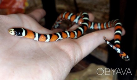 Королевская молочная змея Пиромелана, ручные яркие змеи с питомника.
В наличии ч. . фото 1