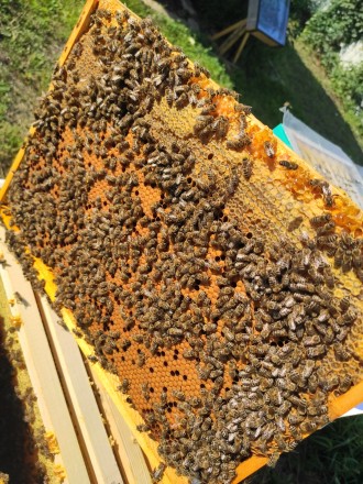Продаю миролюбну, продуктивну бджолу (бджолосім'ю). 
Матка Карніка 2021 р.. . фото 5