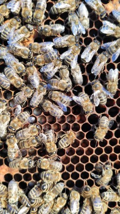 Продаю миролюбну, продуктивну бджолу (бджолосім'ю). 
Матка Карніка 2021 р.. . фото 4