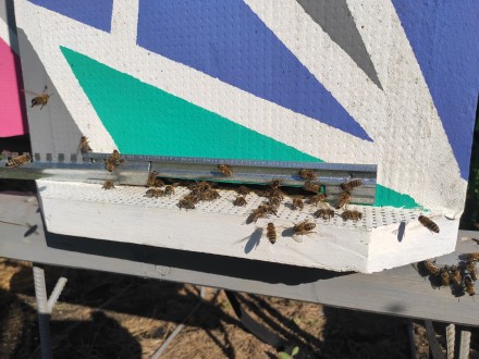 Продаю миролюбну, продуктивну бджолу (бджолосім'ю). 
Матка Карніка 2021 р.. . фото 6