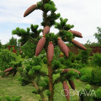 Ель обыкновенная Ломбартси / Picea abies Lombartsii
Интересный сорт европейской . . фото 1