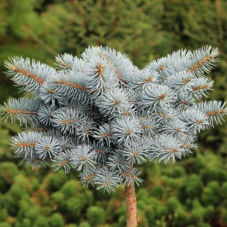 Ель голубая Кеноша / С5 / Штамб h 100-120 / Picea Kenosha. Балаклея. фото 1 Ель голубая Кеноша / С5 / Штамб h 100-120 / Picea Kenosha. Балаклея. фото 1