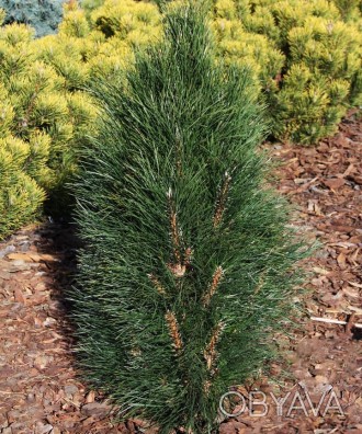 Сосна черная Зиммер / Pinus nigra Zimmer
Сорт черной сосны с компактным, вертика. . фото 1