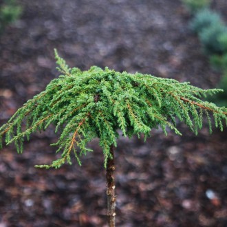 Можжевельник Грин Карпет / Штамб / h 60 / Juniperus Green Carpet. Балаклія. фото 1 Можжевельник Грин Карпет / Штамб / h 60 / Juniperus Green Carpet. Балаклія. фото 1