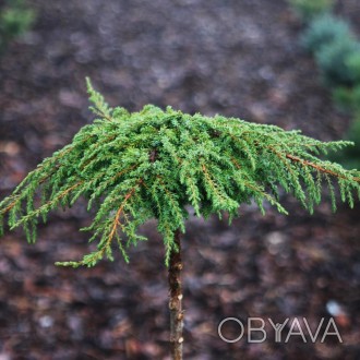 Можжевельник горизонтальный Грин Карпет / Juniperus horizontalis Green Carpet
Ма. . фото 1