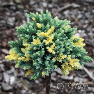Можжевельник на штамбе Флориант / Juniperus squamata Floreant
Характерной особен. . фото 1