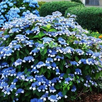 Гортензия пильчатая Блуберд / Р12 / Hydrangea serrata Bluebird. Балаклея. фото 1 Гортензия пильчатая Блуберд / Р12 / Hydrangea serrata Bluebird. Балаклея. фото 1