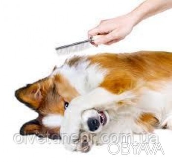 
Вичісування собаки
Вичісування собаки — дуже потрібна та корисна процедура, яка. . фото 1