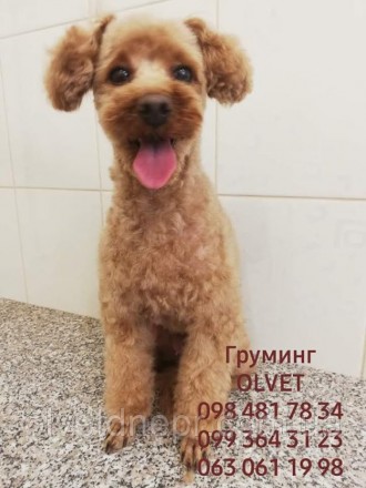 Стрижка Королівського пуделя. Дніпро. фото 1 Стрижка Королівського пуделя. Дніпро. фото 1
