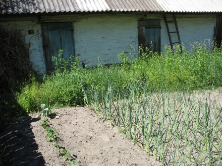 Продается дом в живописном, экологически чистом районе (село Оболонье Коропского. . фото 6