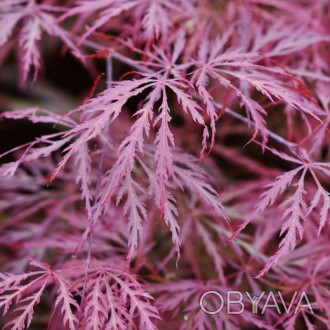 Клен японский Гарнет / Acer palmatum Garnet
Самый популярный сорт среди садоводо. . фото 1
