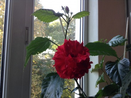 Роза цветущая. Цветок махровый.
Высота вазона 14 см. Общая высота 66 см.
Куст . . фото 2